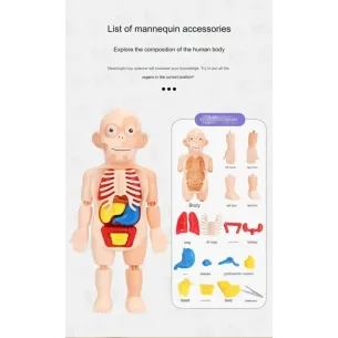 جسم الإنسان