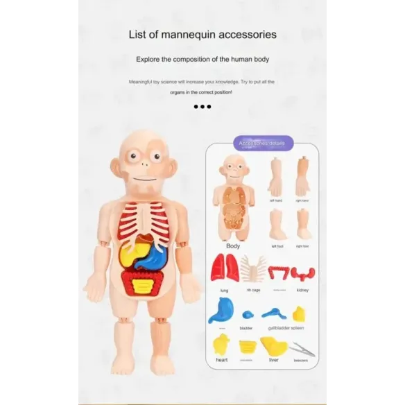 جسم الإنسان