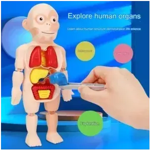 جسم الإنسان 2