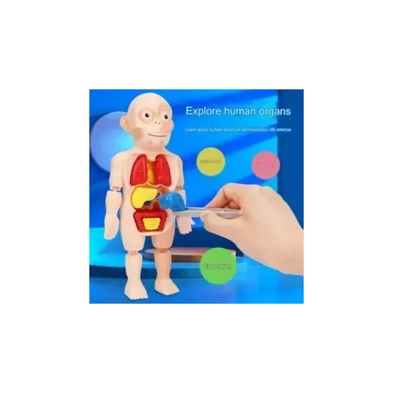 جسم الإنسان