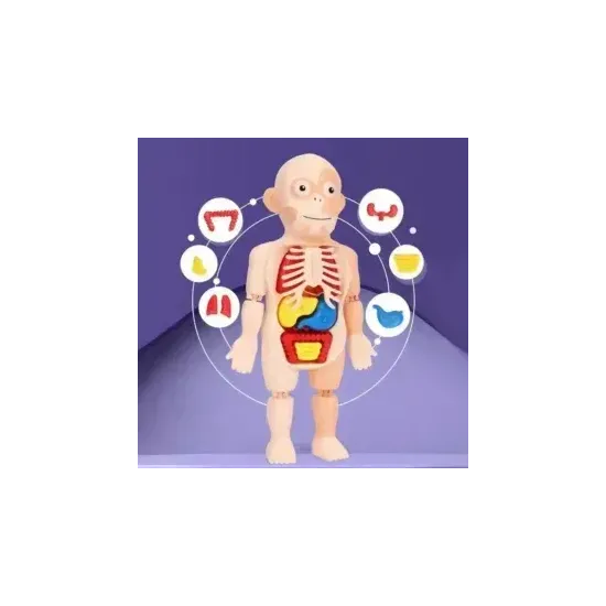 جسم الإنسان