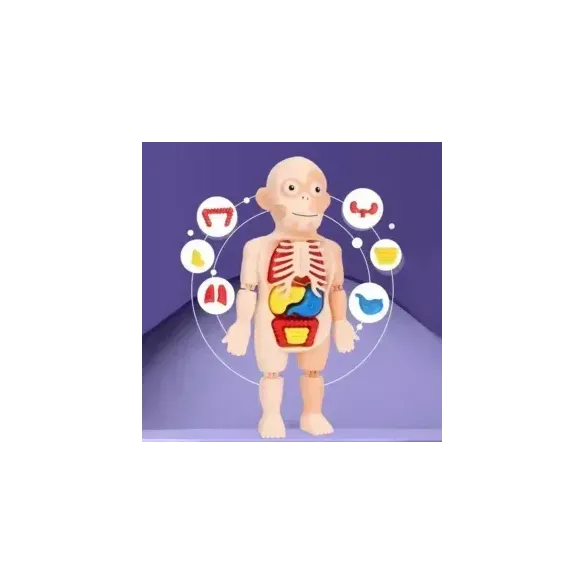 جسم الإنسان